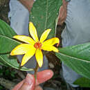 Imagem de Psychotria magnifica (Gillespie) Fosberg