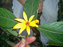 Image de Psychotria magnifica (Gillespie) Fosberg