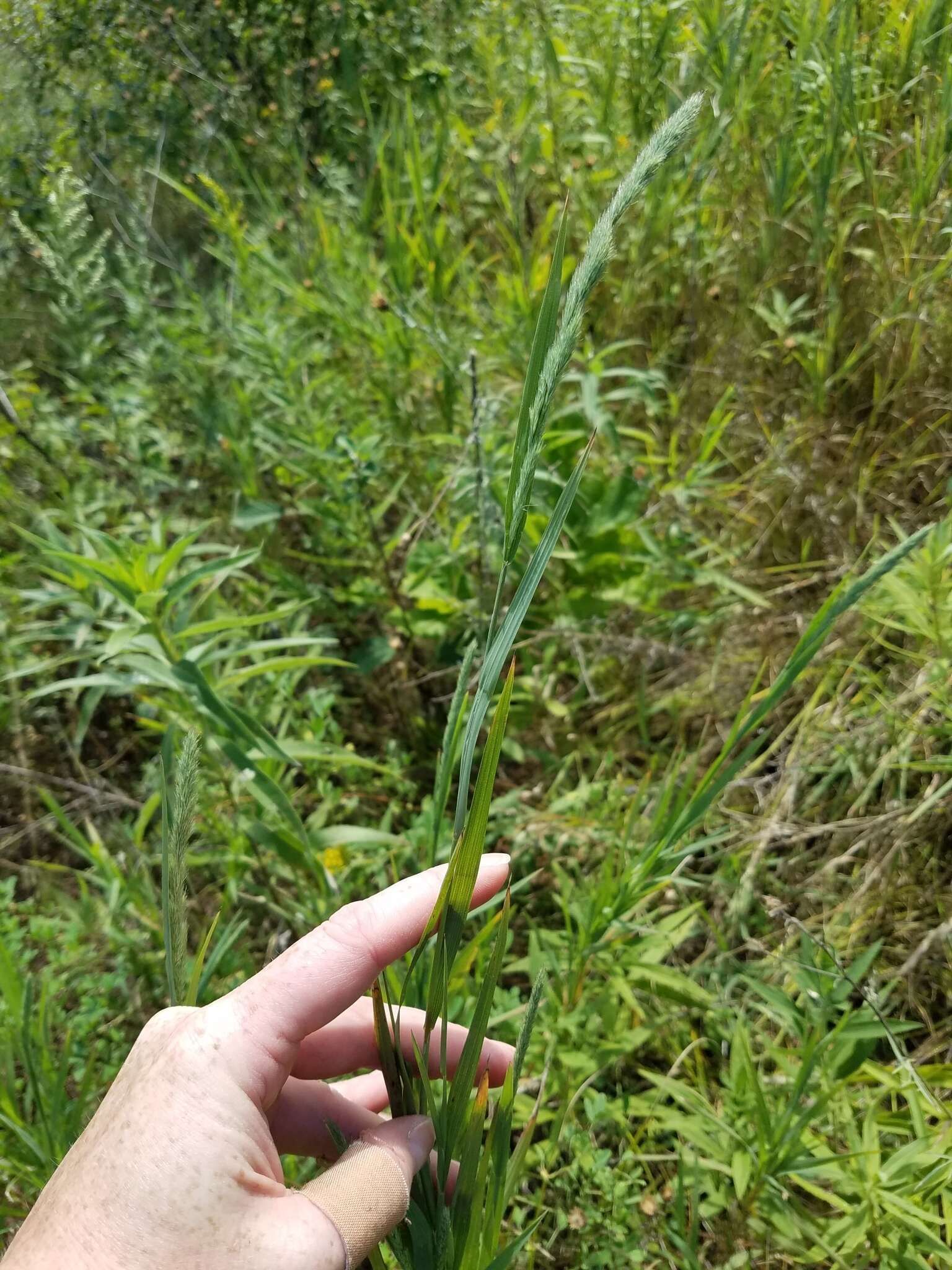 Image of marsh muhly