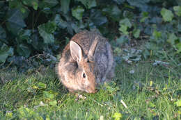 Image of New England Cottontail