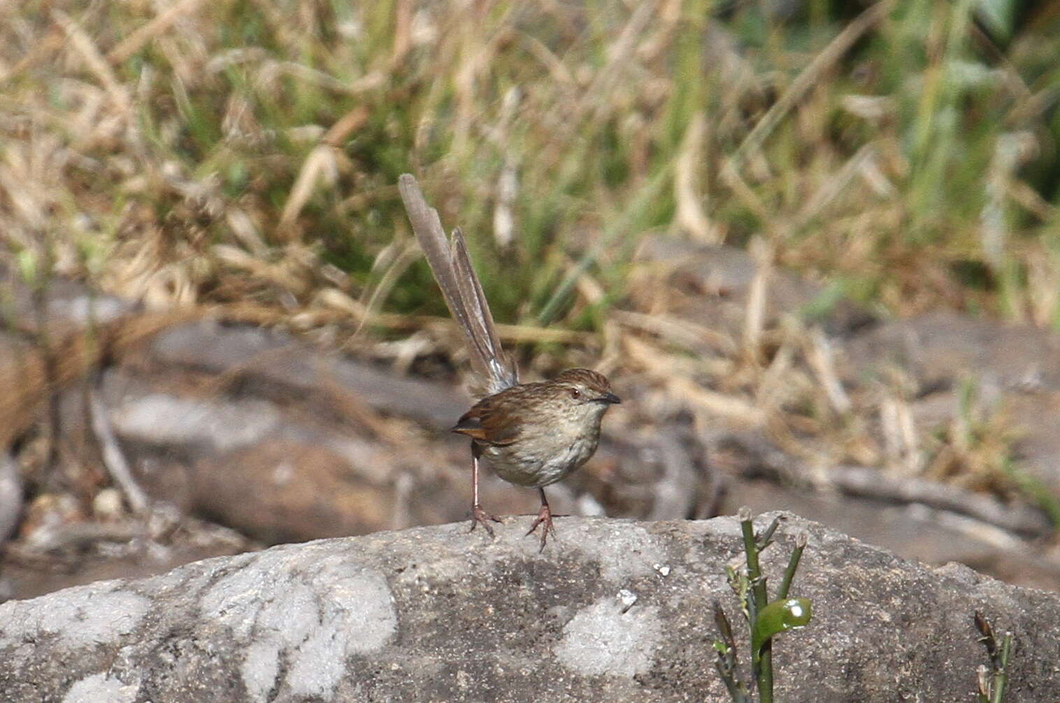 Image of Himalayan Prinia