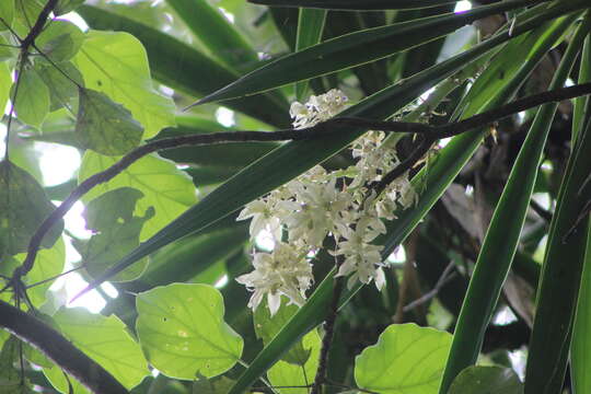 Image of tropical yucca