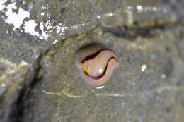 Image of Chromoplana sirena Holleman 2007