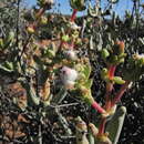 Imagem de Stoeberia frutescens (L. Bol.) E. van Jaarsveld