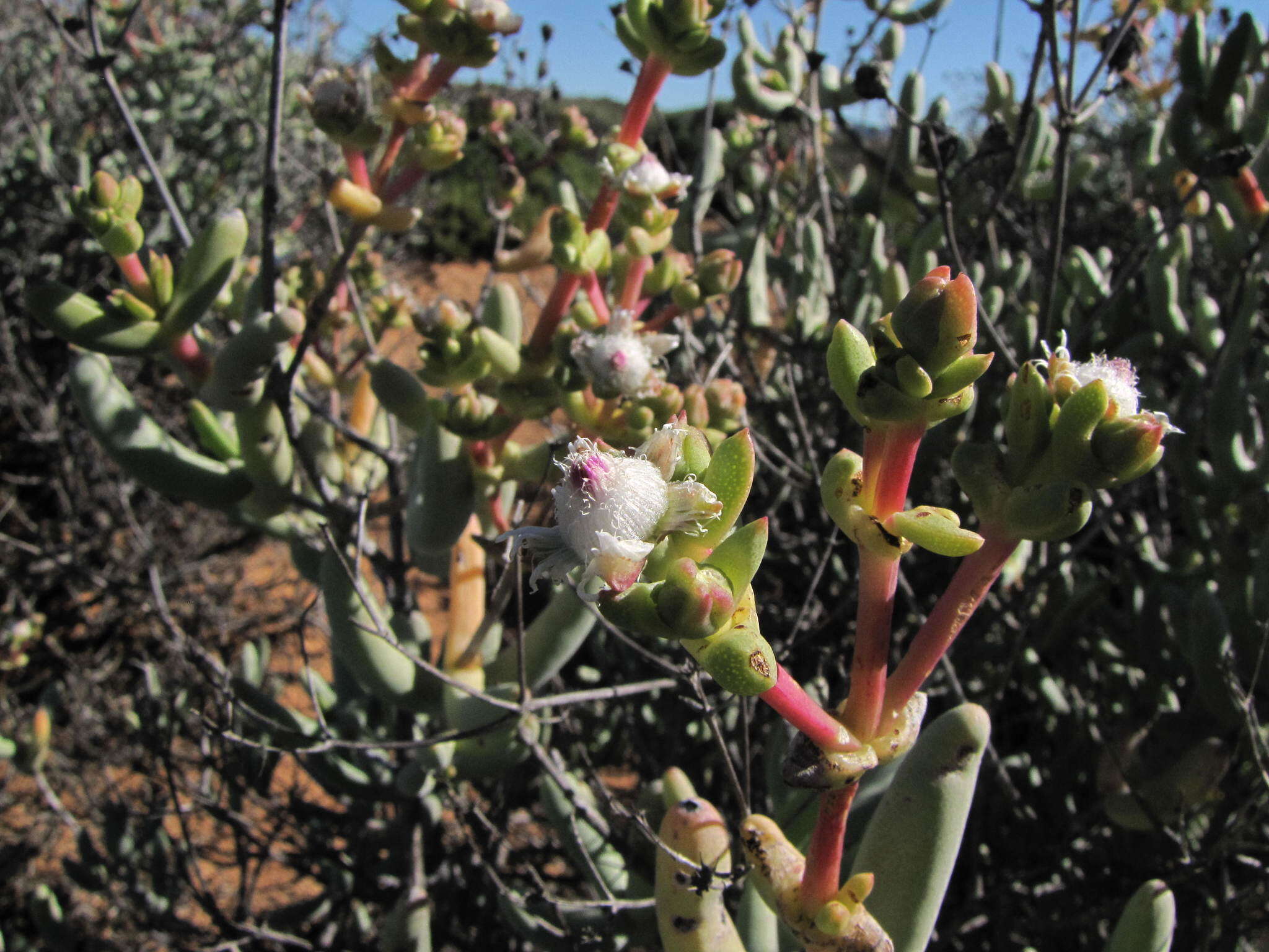 Imagem de Stoeberia frutescens (L. Bol.) E. van Jaarsveld