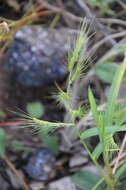 Image of Long-Awn Cock's-Spur Grass