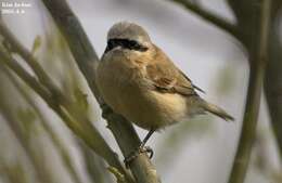 Image of Chinese Penduline Tit