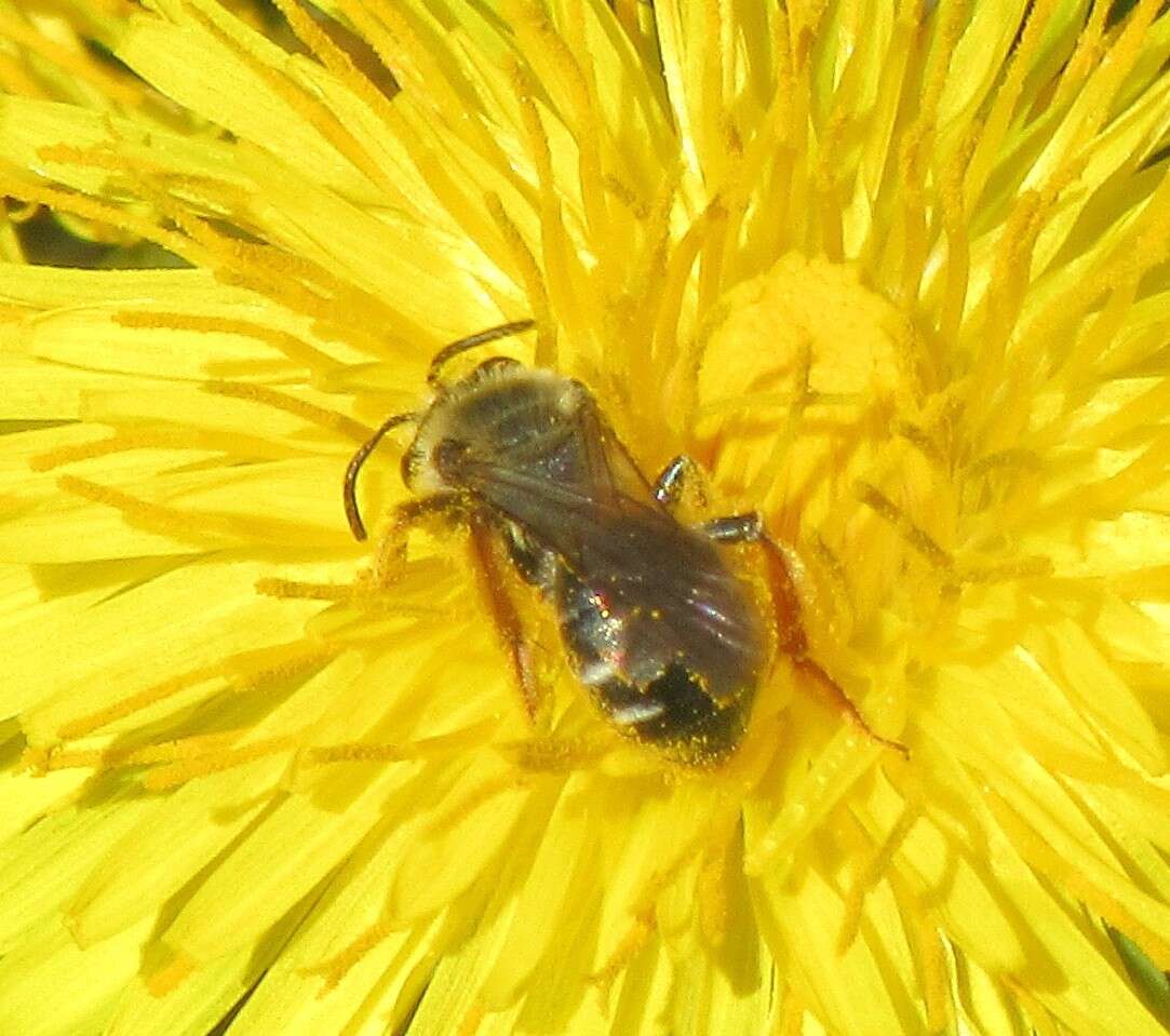 Image of Andrena hippotes Robertson 1895