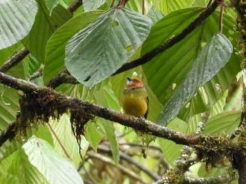 Image of Lulu's Tody-Flycatcher