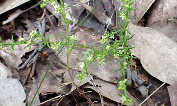 Image of Galium gaudichaudii DC.