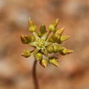 Image of Drimia marginata (Thunb.) Jessop