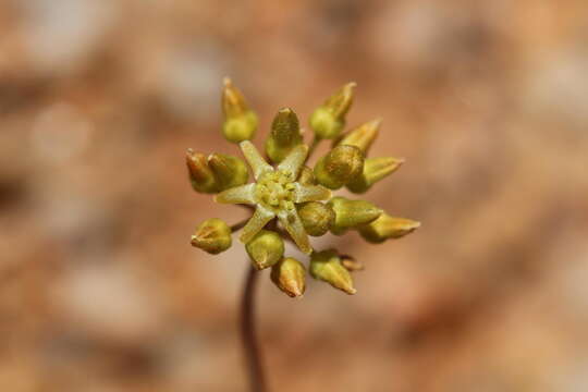 Image of Drimia marginata (Thunb.) Jessop