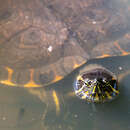 Image of Trachemys grayi panamensis Mccord, Joseph-Ouni, Hagen & Blanck 2010