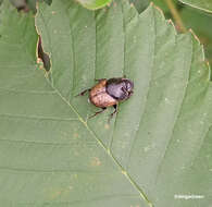 Image of Onthophagus (Palaeonthophagus) gibbulus (Pallas 1781)