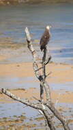 Image of Madagascan Fish Eagle