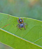 Image of Phidippus princeps pulcherrimus Keyserling 1885