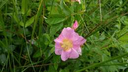 Plancia ëd Rosa virginiana J. Herrmann