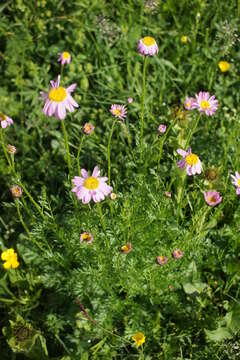 صورة Tanacetum coccineum (Willd.) Grierson