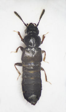 Image of <i>Platystethus arenarius</i> (Geoffroy 1785)