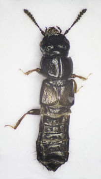 Image of <i>Platystethus arenarius</i> (Geoffroy 1785)