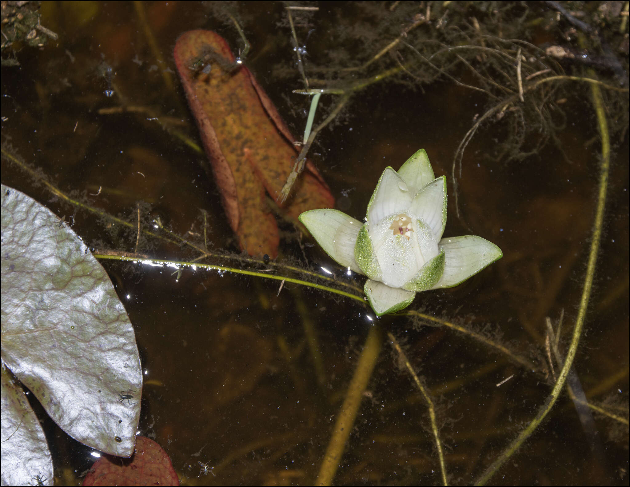 Image de Nymphaea jamesoniana Planch.