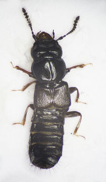 Image of <i>Platystethus arenarius</i> (Geoffroy 1785)