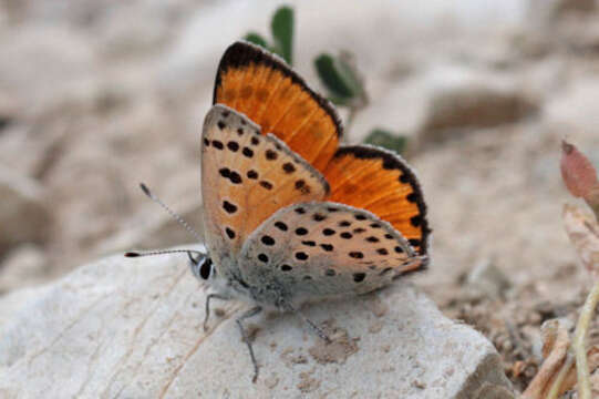 Image of <i>Lycaena ophion</i>