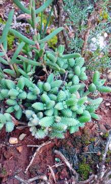 Image of Delosperma echinatum (Lam.) Schwant.