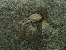 Image of smooth nut crab