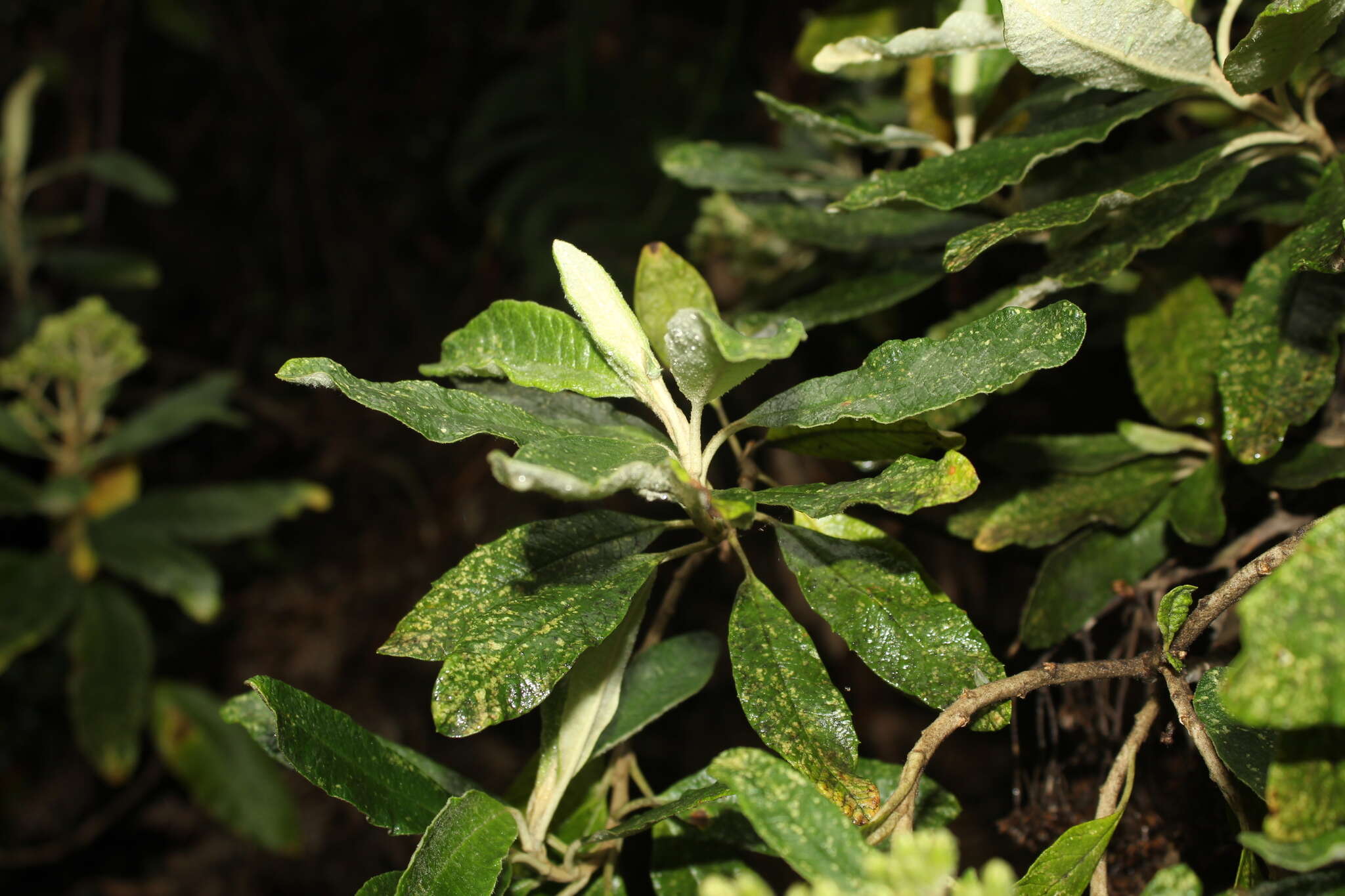 Image of Linochilus tenuifolius (Cuatrec.) Saldivia & O. M. Vargas