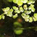 Image de Lemna japonica Landolt