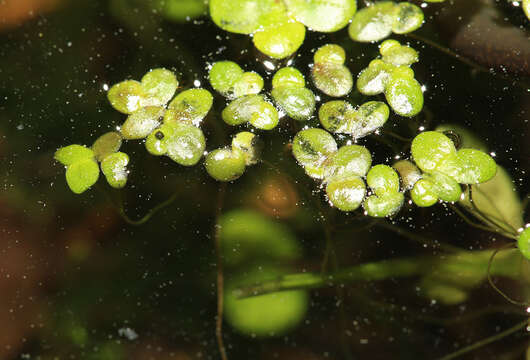 Image of Lemna japonica Landolt