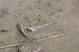 Image of Blue-spotted Mudskipper