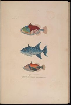 Image of <i>Balistes ornatissimus</i> Swainson 1838