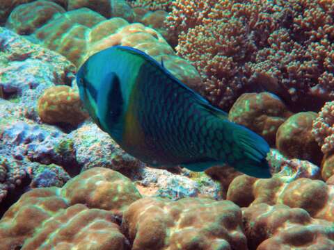 Image of Blue-bridle Parrotfish