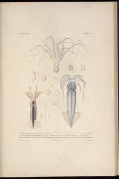 Image of <i>Octopus niveus</i>