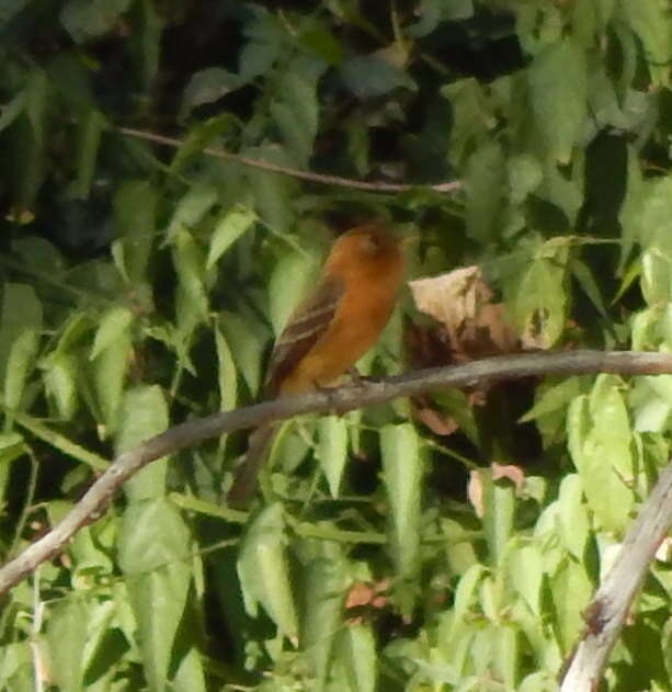 Image of Mitrephanes phaeocercus tenuirostris Brewster 1888