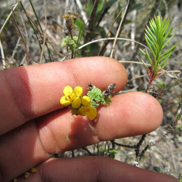 Слика од Chaetolepis microphylla (Bonpl.) Miq.