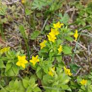 Image of Lysimachia grammica Hance