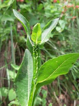 Image de Verbesina ovata (Cav.) A. Gray