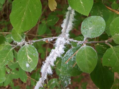 Image of Aphid