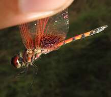 Image of Trithemis monardi Ris 1931