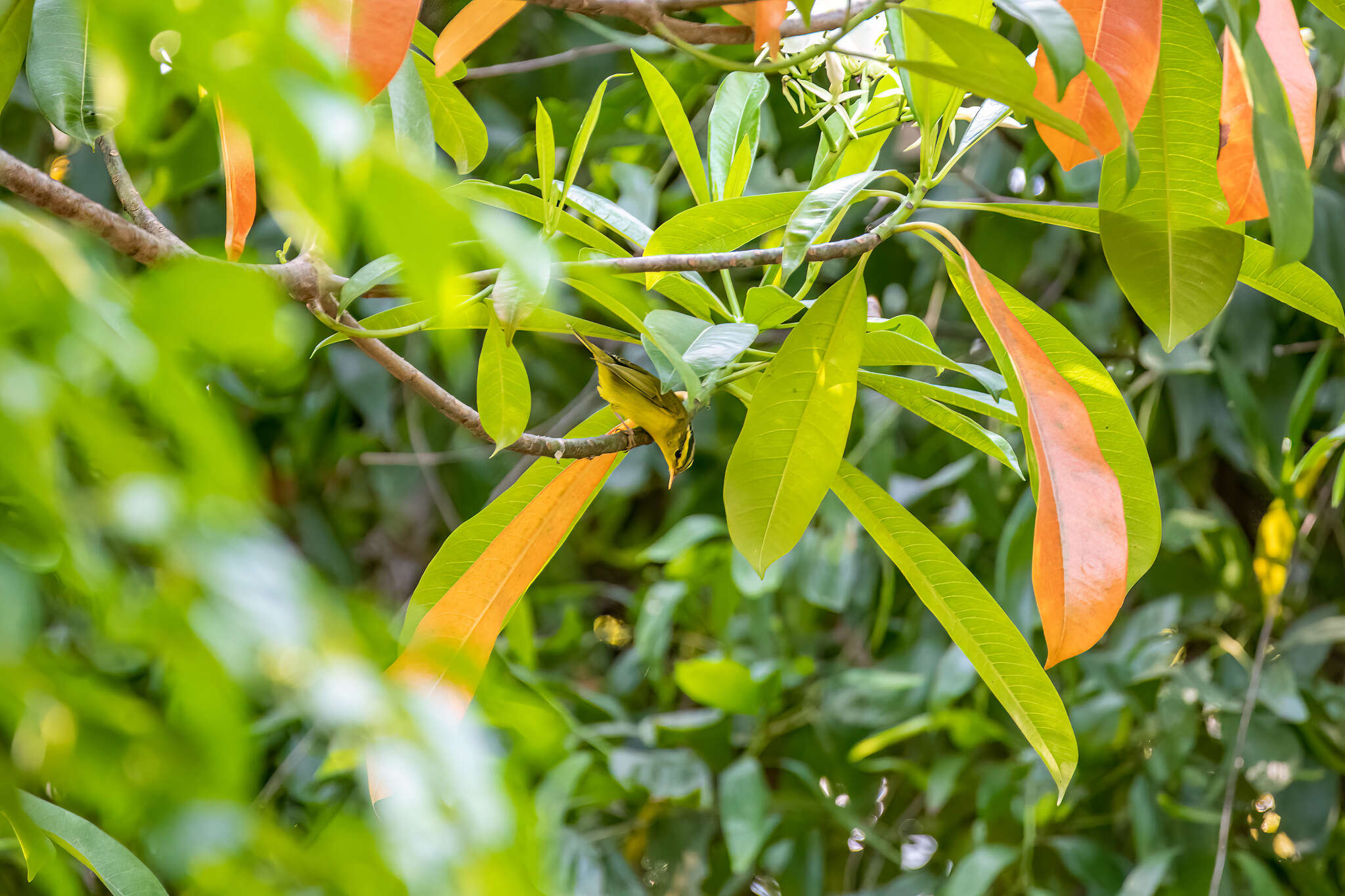 Imagem de Phylloscopus ricketti (Slater 1897)