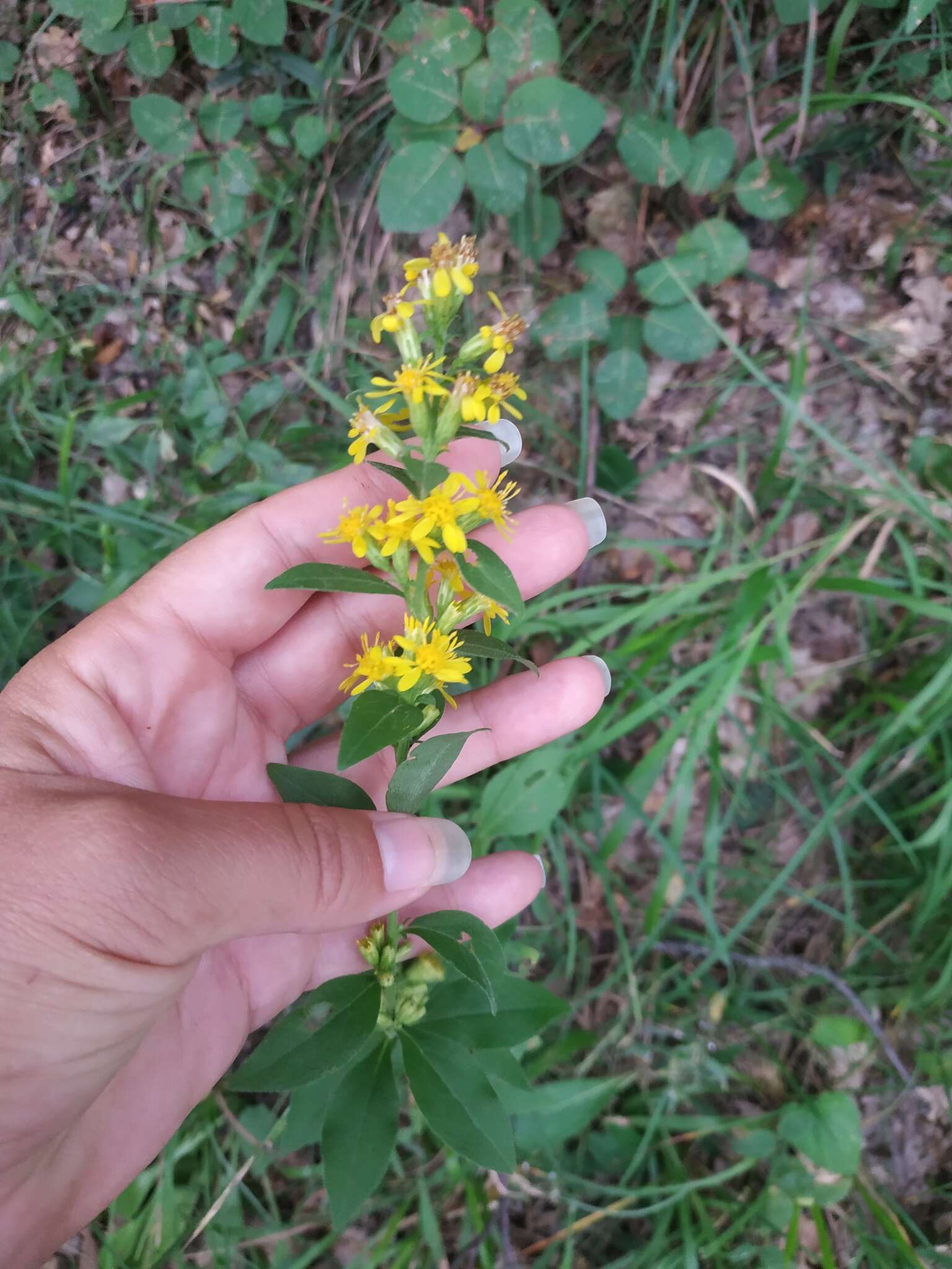 Plancia ëd Solidago virgaurea subsp. taurica (Juz.) Tzvel.