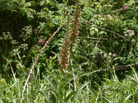 Imagem de Digitalis parviflora Jacq.