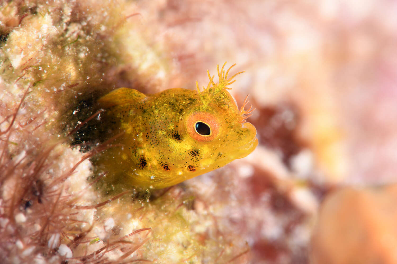 Image of Roughhead Blenny