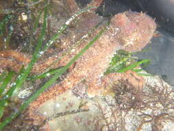 Image of East Pacific red octopus