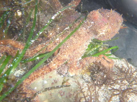 Image of East Pacific red octopus