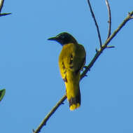 Image of Black-headed Bulbul