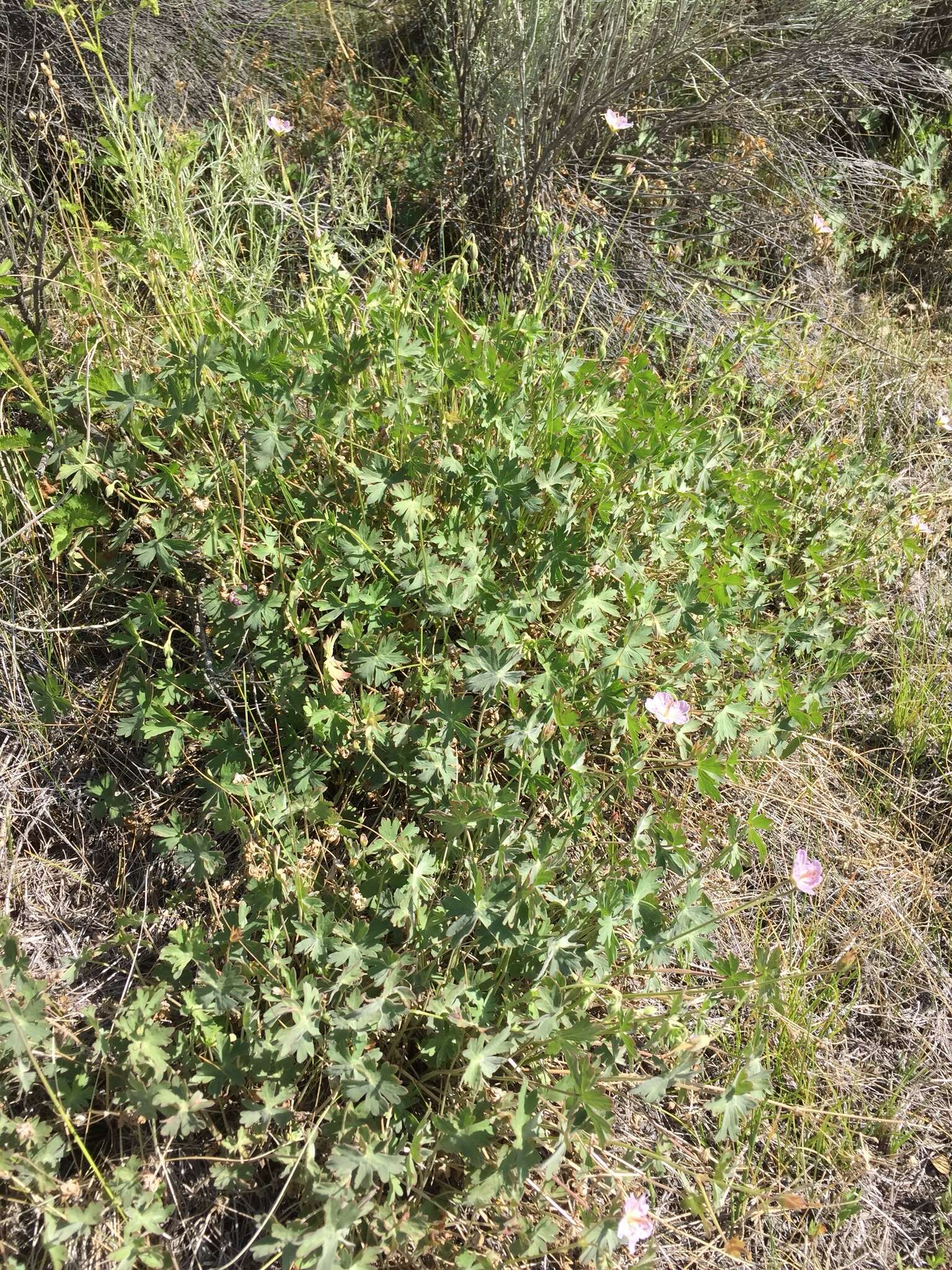 Image of California cranesbill